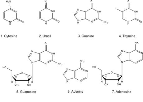 Analysis of Nucleic-Acid Bases and Nucleosides via Gradeient Elution