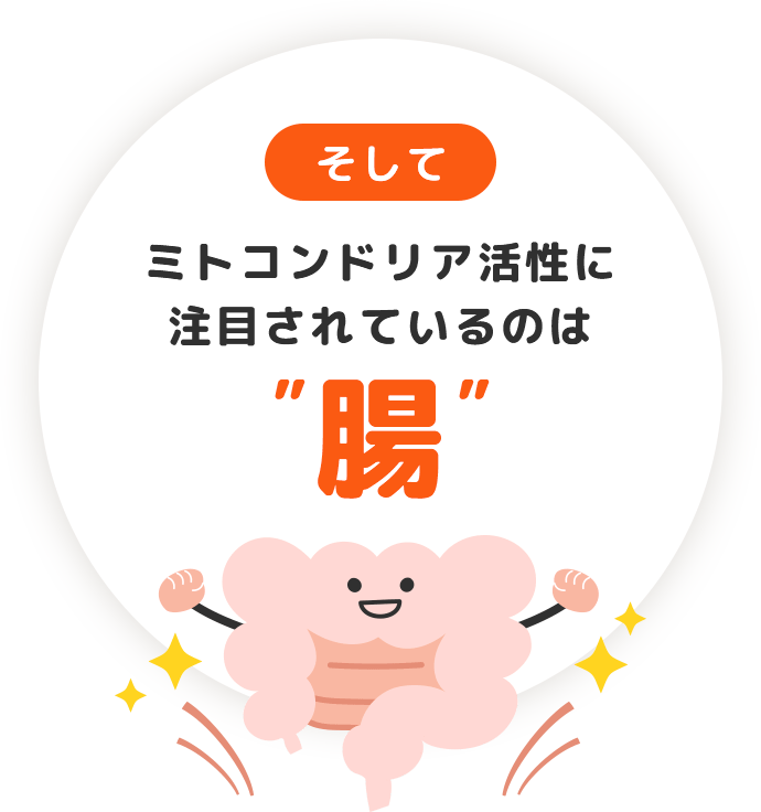 そして、ミトコンドリア活性に注目されているのは「腸」