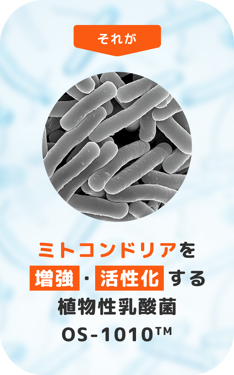 それが、ミトコンドリアを増強・活性化する植物性乳酸菌OS-1010™